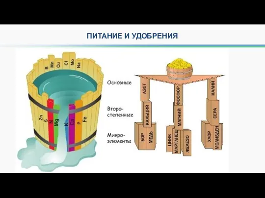 ПИТАНИЕ И УДОБРЕНИЯ