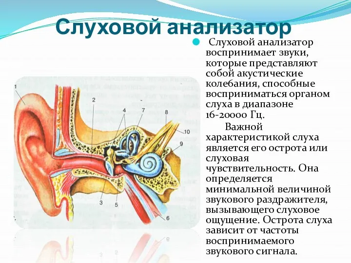 Слуховой анализатор Слуховой анализатор воспринимает звуки, которые представляют собой акустические коле6ания,