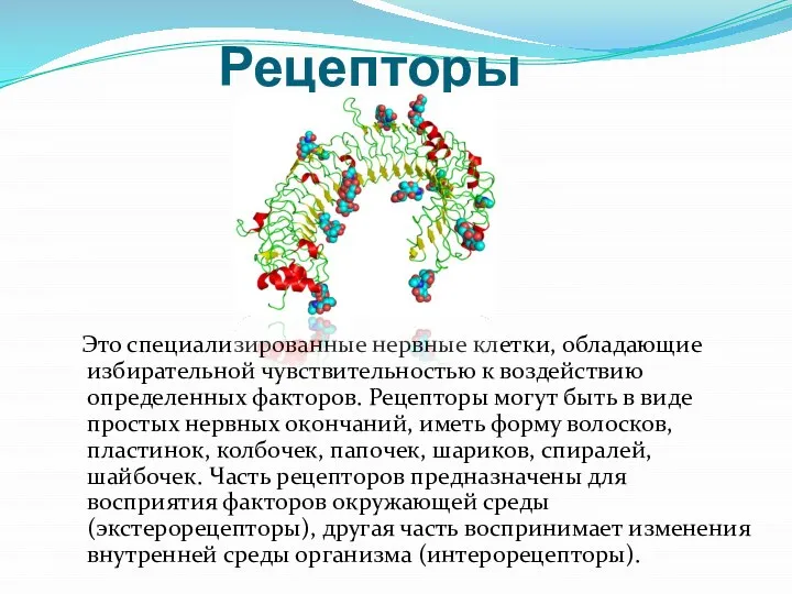 Рецепторы Это специализированные нервные клетки, обладающие избирательной чувствительностью к воздействию определенных