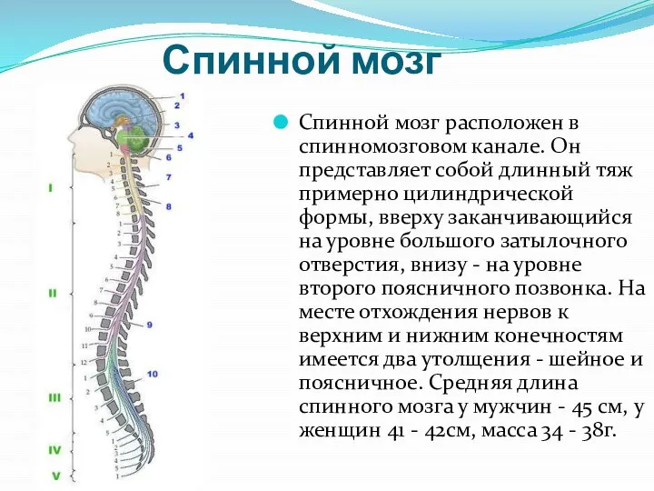Спинной мозг Спинной мозг расположен в спинномозговом канале. Он представляет собой