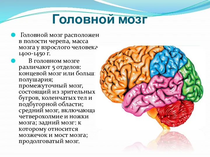 Головной мозг Головной мозг расположен в полости черепа, масса мозга у
