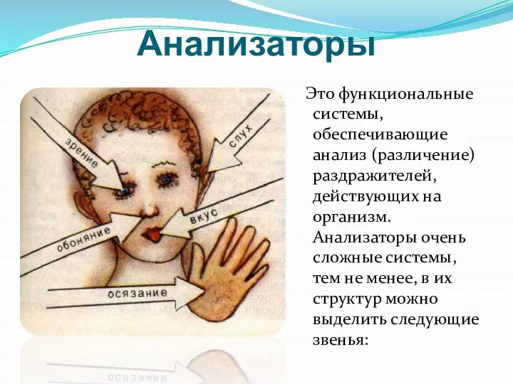 Анализаторы Это функциональные системы, обеспечивающие анализ (различение) раздражителей, действующих на организм.