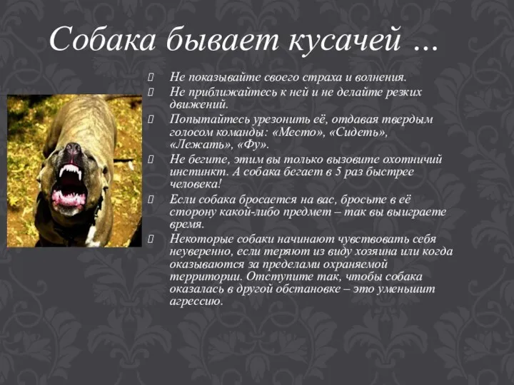 Собака бывает кусачей … Не показывайте своего страха и волнения. Не