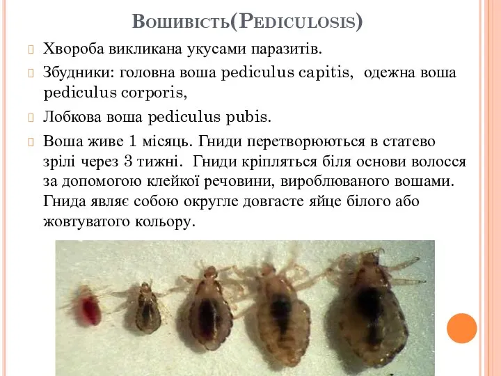 Вошивість(Pediculosis) Хвороба викликана укусами паразитів. Збудники: головна воша pediculus capitis, одежна