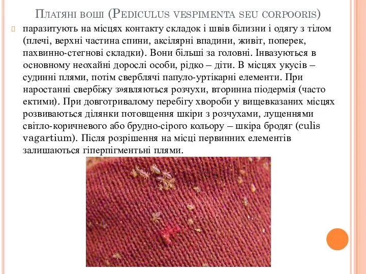 Платяні воші (Pediculus vespimenta seu corpooris) паразитують на місцях контакту складок