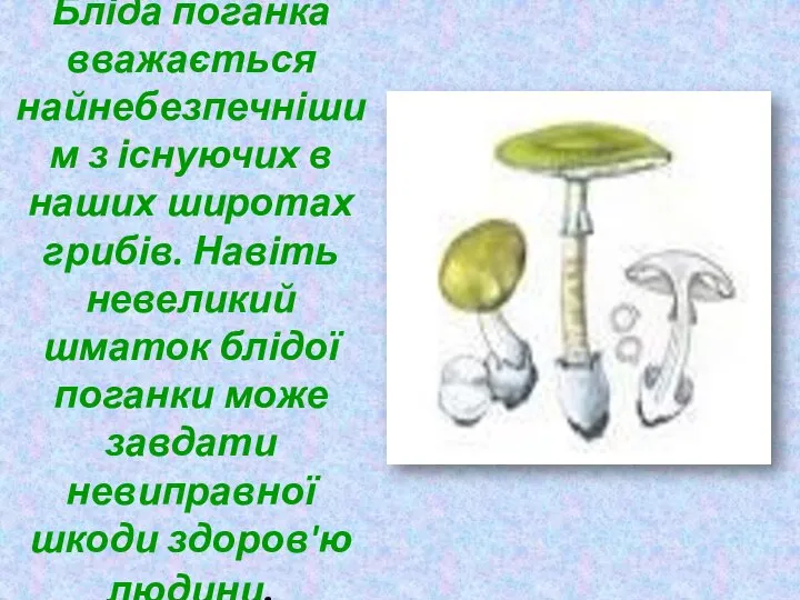 Бліда поганка вважається найнебезпечнішим з існуючих в наших широтах грибів. Навіть