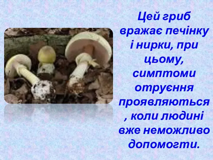 Цей гриб вражає печінку і нирки, при цьому, симптоми отруєння проявляються, коли людині вже неможливо допомогти.