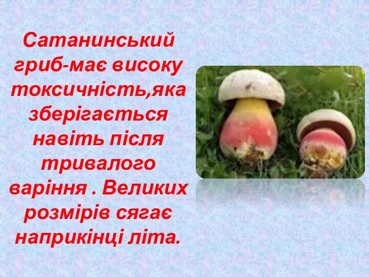 Сатанинський гриб-має високу токсичність,яка зберігається навіть після тривалого варіння . Великих розмірів сягає наприкінці літа.