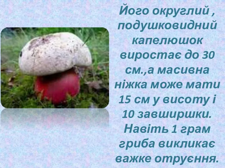 Його округлий , подушковидний капелюшок виростає до 30 см.,а масивна ніжка