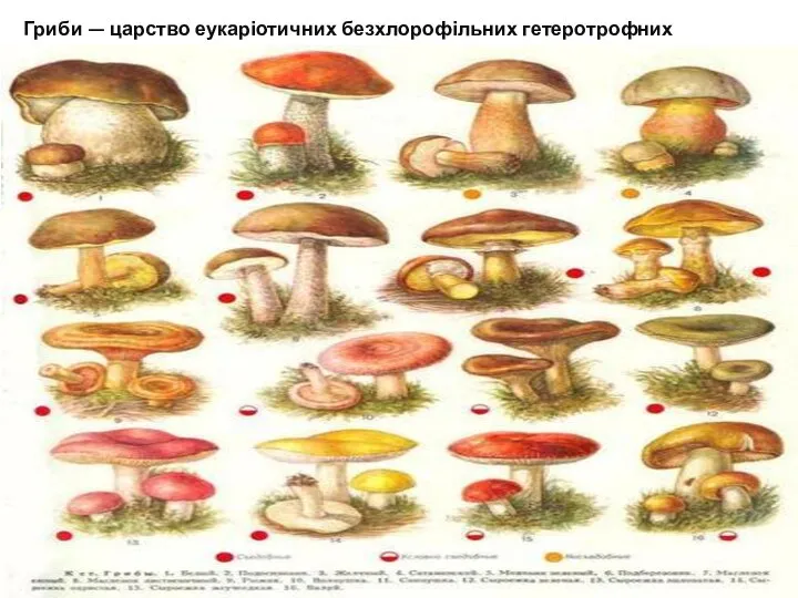 Гриби — царство еукаріотичних безхлорофільних гетеротрофних організмів