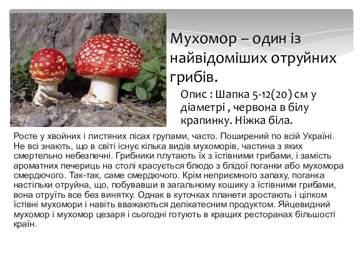 Росте у хвойних і листяних лісах групами, часто. Поширений по всій