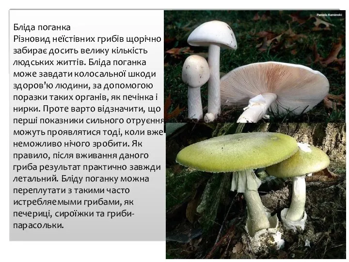 Бліда поганка Різновид неїстівних грибів щорічно забирає досить велику кількість людських