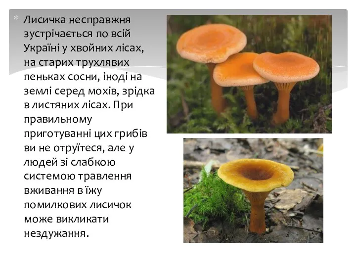 Лисичка несправжня зустрічається по всій Україні у хвойних лісах, на старих
