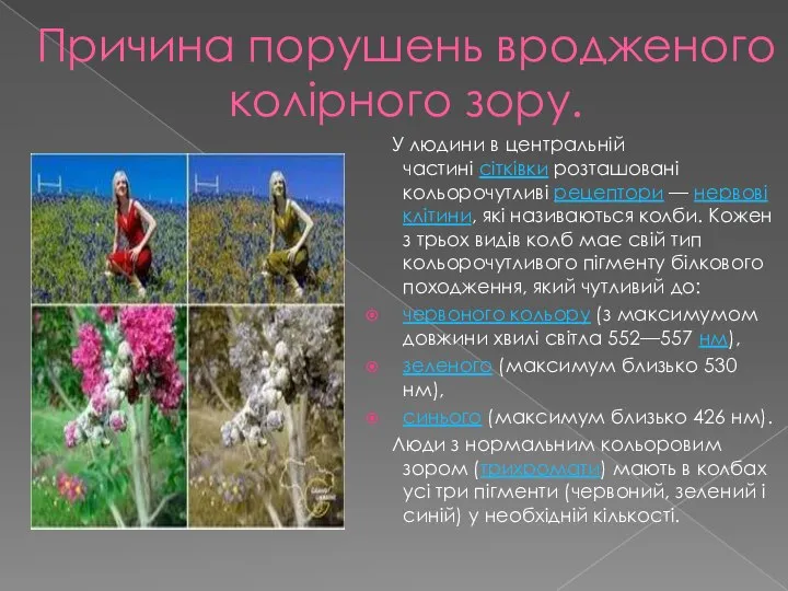 Причина порушень вродженого колірного зору. У людини в центральній частині сітківки