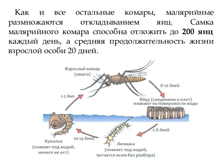 Как и все остальные комары, малярийные размножаются откладыванием яиц. Самка малярийного