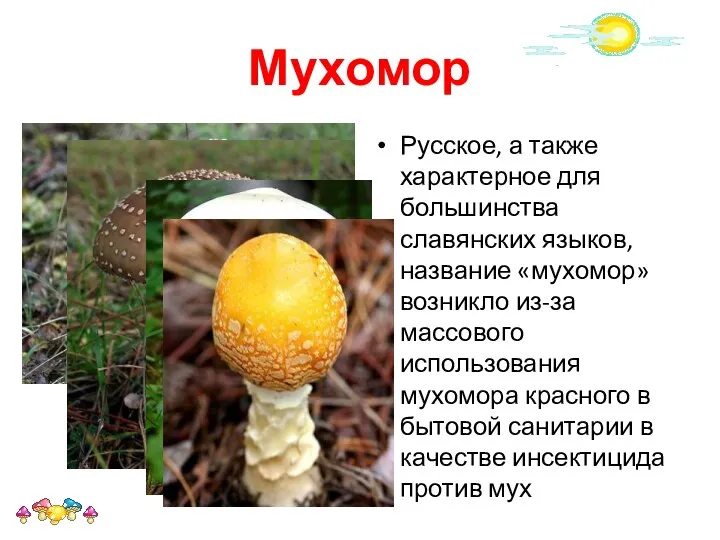 Мухомор Русское, а также характерное для большинства славянских языков, название «мухомор»