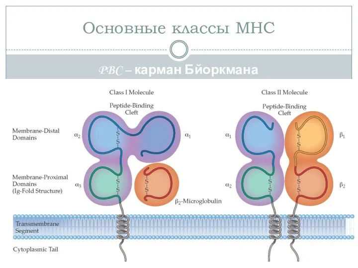 Основные классы МНС PBC – карман Бйоркмана