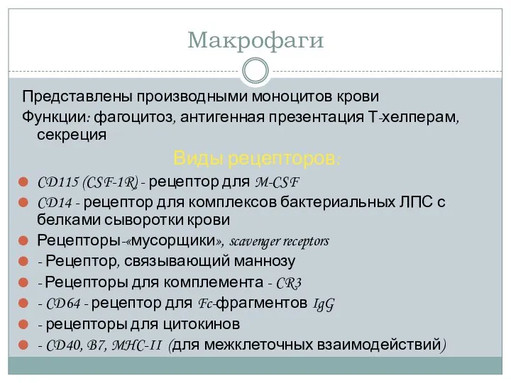 Макрофаги Представлены производными моноцитов крови Функции: фагоцитоз, антигенная презентация Т-хелперам, секреция