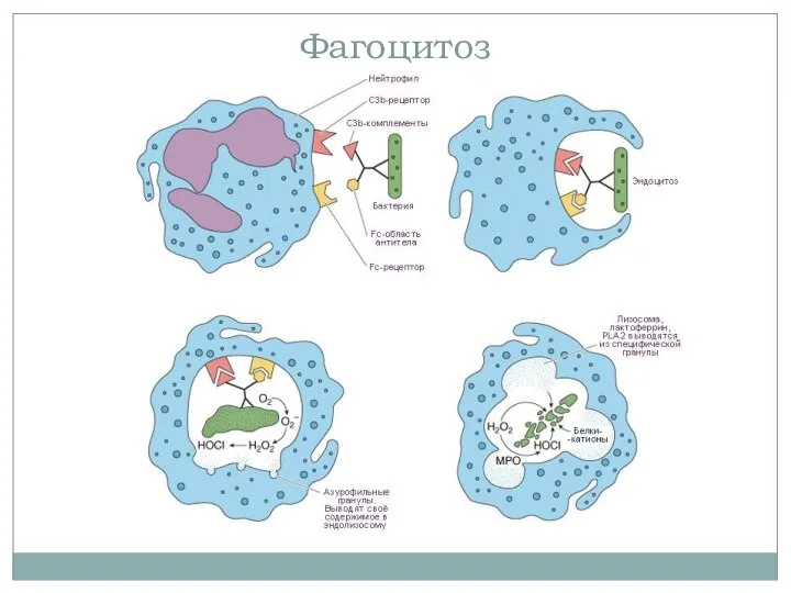 Фагоцитоз