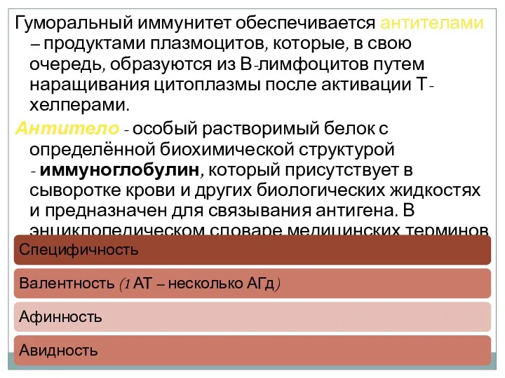 Гуморальный иммунитет обеспечивается антителами – продуктами плазмоцитов, которые, в свою очередь,