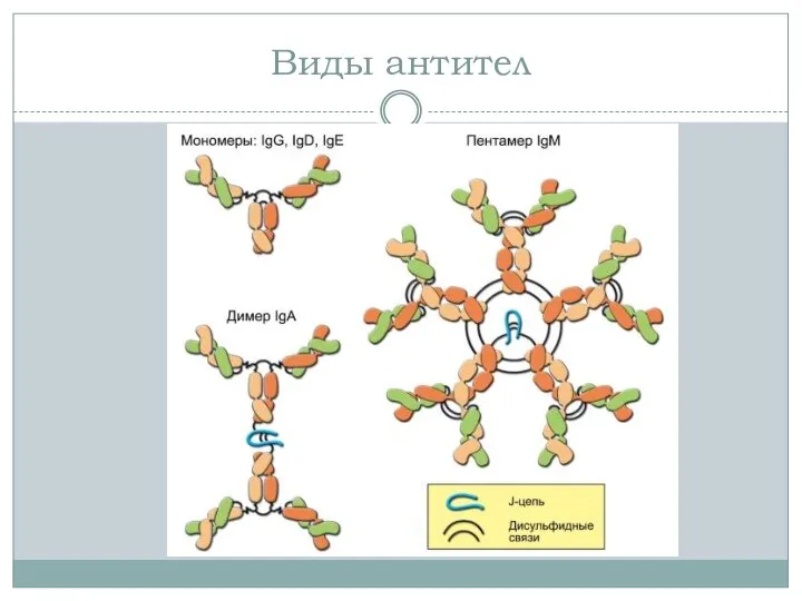 Виды антител