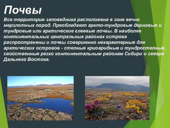 Почвы Вся территория заповедника расположена в зоне вечно мерзлотных пород. Преобладают