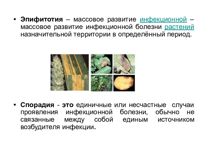 Эпифитотия – массовое развитие инфекционной – массовое развитие инфекционной болезни растений