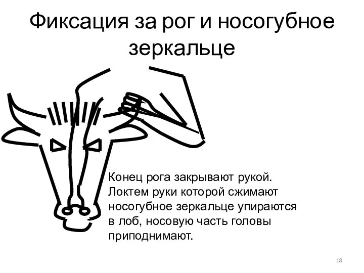 Фиксация за рог и носогубное зеркальце Конец рога закрывают рукой. Локтем