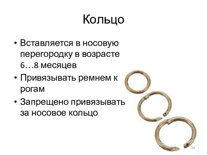 Кольцо Вставляется в носовую перегородку в возрасте 6…8 месяцев Привязывать ремнем