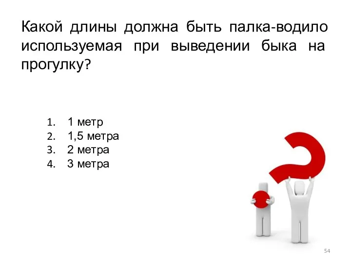 Какой длины должна быть палка-водило используемая при выведении быка на прогулку?