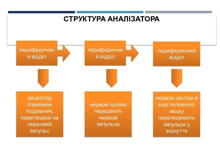 СТРУКТУРА АНАЛІЗАТОРА