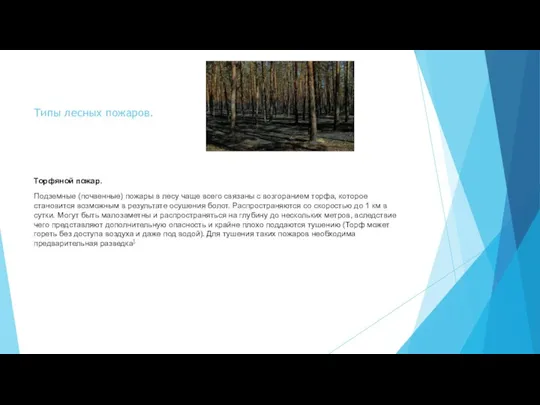 Типы лесных пожаров. Торфяной пожар. Подземные (почвенные) пожары в лесу чаще