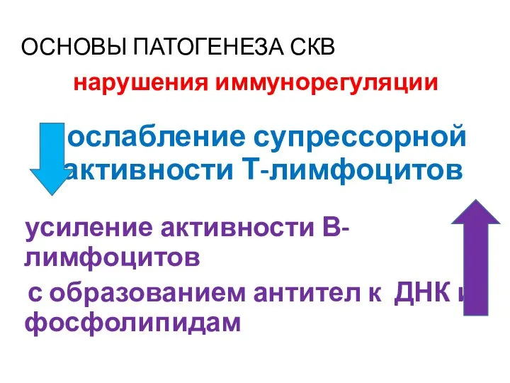 ОСНОВЫ ПАТОГЕНЕЗА СКВ нарушения иммунорегуляции ослабление супрессорной активности Т-лимфоцитов усиление активности