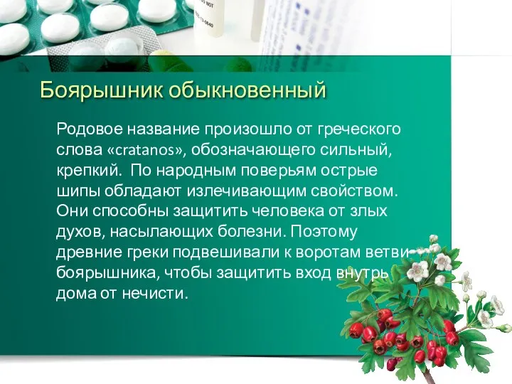 Боярышник обыкновенный Родовое название произошло от греческого слова «cratanos», обозначающего сильный,