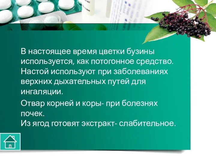 В настоящее время цветки бузины используется, как потогонное средство. Настой используют