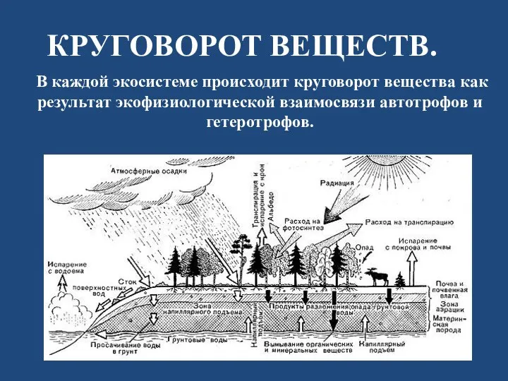 В каждой экосистеме происходит круговорот вещества как результат экофизиологической взаимосвязи автотрофов и гетеротрофов. КРУГОВОРОТ ВЕЩЕСТВ.