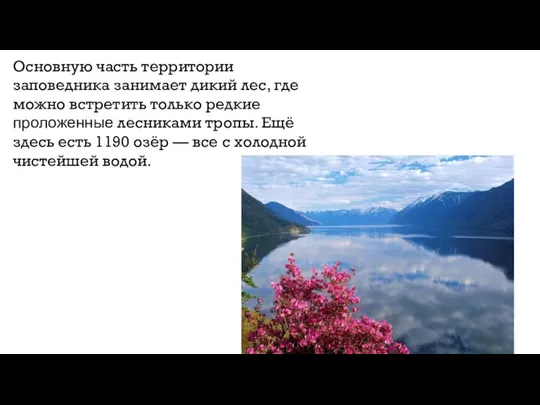 Основную часть территории заповедника занимает дикий лес, где можно встретить только