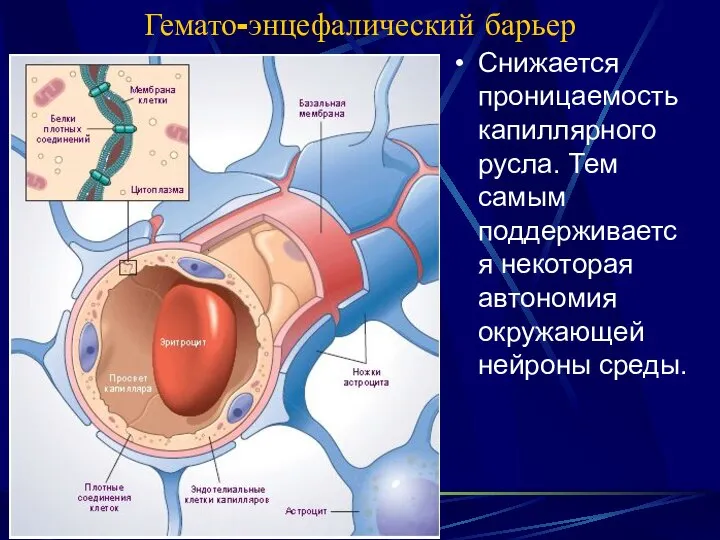 Гемато-энцефалический барьер Снижается проницаемость капиллярного русла. Тем самым поддерживается некоторая автономия окружающей нейроны среды.