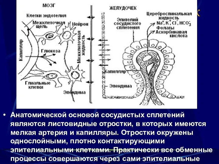 Образование СМЖ Анатомической основой сосудистых сплетений являются листовидные отростки, в которых