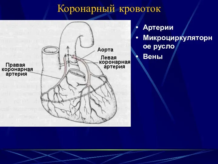 Коронарный кровоток Артерии Микроциркуляторное русло Вены