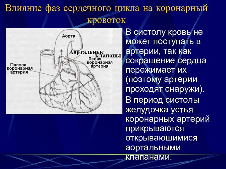 Влияние фаз сердечного цикла на коронарный кровоток В систолу кровь не