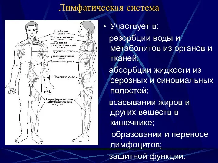 Лимфатическая система Участвует в: резорбции воды и метаболитов из органов и