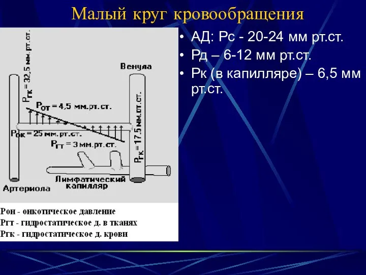 Малый круг кровообращения АД: Рс - 20-24 мм рт.ст. Рд –