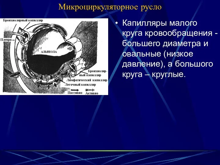 Микроциркуляторное русло Капилляры малого круга кровообращения - большего диаметра и овальные