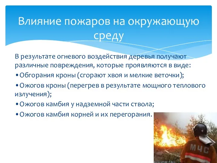 В результате огневого воздействия деревья получают различные повреждения, которые проявляются в