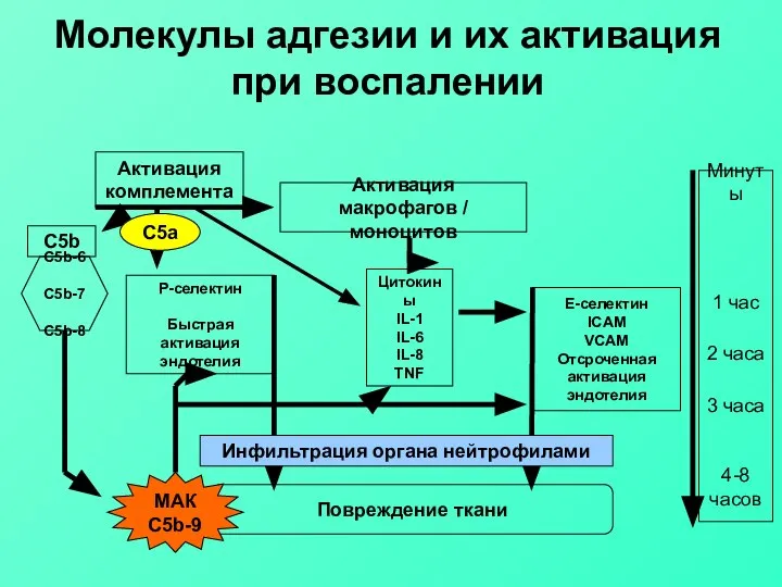 Молекулы адгезии и их активация при воспалении