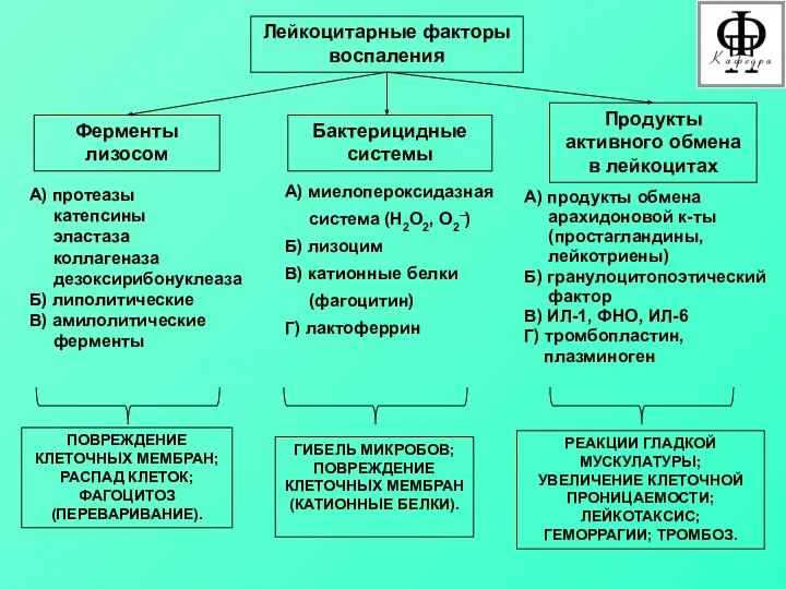 Лейкоцитарные факторы воспаления Ферменты лизосом Бактерицидные системы Продукты активного обмена в