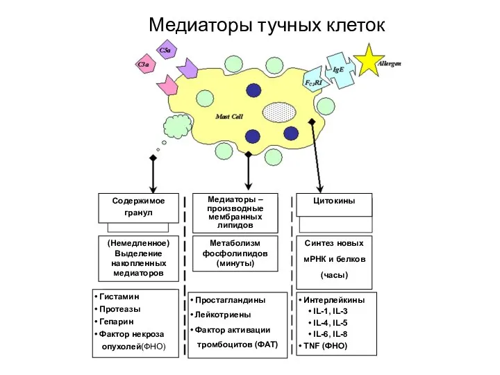 Медиаторы тучных клеток