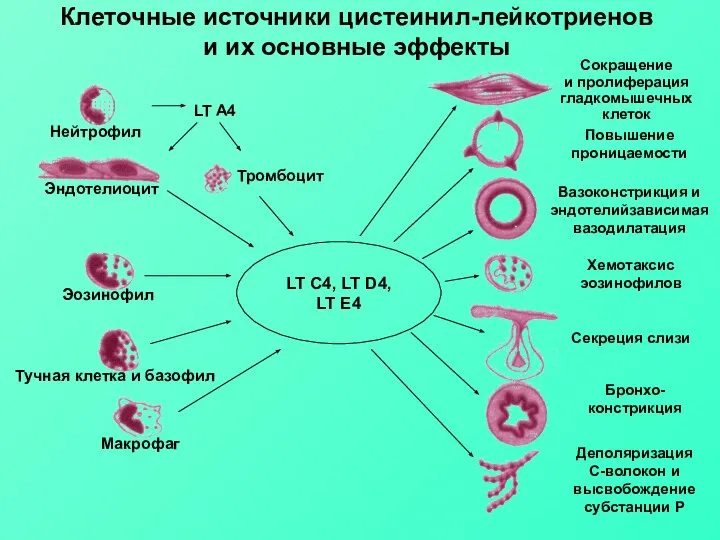 LT C4, LT D4, LT E4 LT A4 Нейтрофил Эндотелиоцит Эозинофил