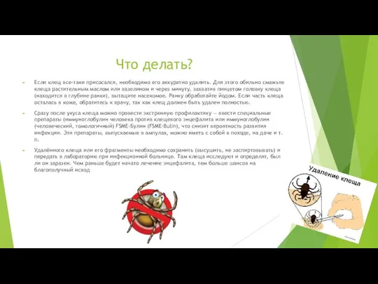 Что делать? Если клещ все-таки присосался, необходимо его аккуратно удалить. Для